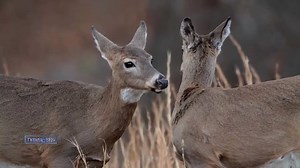 Stive Morgan - Nature Dance