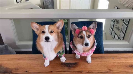 The Great Corgi Taste Test!