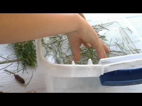 Making Caterpillar Habitats