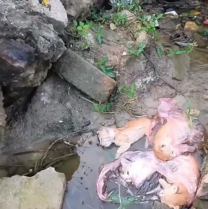 53Baby Kitten Saved By This Pure Hearted Man Thanks Man殺 | Sman-g Time 2 | Facebook