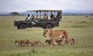 Lion Safaris: See Africa’s Kings in the Wild