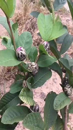 花了半个小时就拍了这么一个视频 ，为什么花的时间跟付出，得不到相同的回报！ 大家多多支持一下点亮❤把