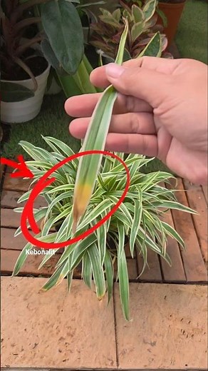 Extreme Spider Plant Pruning: Will It Survive? 😱✂️