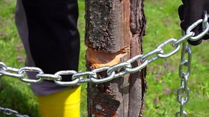 Truck-free Method to Manually Pull Stumps