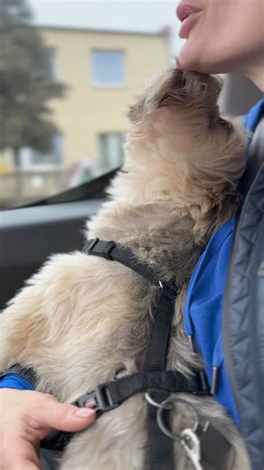 391K views · 2.7K reactions | Bąbel - przyjaciel w typie yorka...