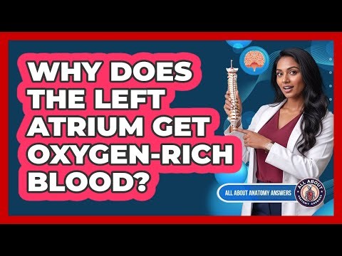 Why Does The Left Atrium Get Oxygen-Rich Blood?
