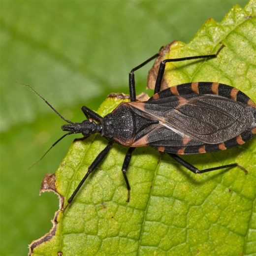 Deadly "kissing bug" disease has spread in the U.S. Here's what to know.