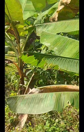 ✨ 𝗦𝗧𝗘𝗔𝗟 𝗗𝗘𝗔𝗟 𝗔𝗟𝗘𝗥𝗧! ✨ 𝟭.𝟴 𝗛𝗲𝗰𝘁𝗮𝗿𝗲𝘀 𝗶𝗻 𝗞𝗮𝗹𝗮𝘆𝗮𝗮𝗻, 𝗟𝗮𝗴𝘂𝗻𝗮 — 𝗢𝗻𝗹𝘆 ₱𝟯.𝟱𝗠! 𝗖𝗹𝗲𝗮𝗻 𝗧𝗶𝘁𝗹𝗲 • 𝗨𝗽𝗱𝗮𝘁𝗲𝗱 𝗔𝗺𝗲𝗹𝘆𝗮𝗿 • 𝗥𝗼𝗮𝗱 𝗔𝗰𝗰𝗲𝘀𝘀 • 𝗣𝗲𝗿𝗳𝗲𝗰𝘁 𝗳𝗼𝗿 𝗙𝗮𝗿𝗺 𝗼𝗿 𝗔𝗴𝗿𝗶𝗯𝘂𝘀𝗶𝗻𝗲𝘀𝘀 Looking for an affordable farm or nature property? This 1.8-hectare gem in Sitio Lunao, Brgy. San Antonio, Kalayaan, Laguna is one of the best-priced properties on the market today. 📌 𝗣𝗥𝗢𝗣𝗘𝗥𝗧𝗬 𝗛𝗜𝗚𝗛𝗟𝗜𝗚𝗛𝗧𝗦 • 𝟭.𝟴 𝗵𝗲𝗰𝘁𝗮𝗿