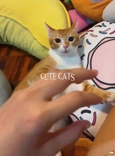 Funny moments of cats | Angkol Jest