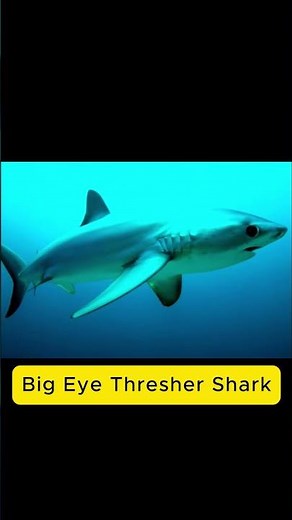 Big Eye Thresher Shark