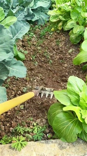 Alat pertanian sekop runcing yang sangat mudah untuk menghilangkan rumput gulma #shorts