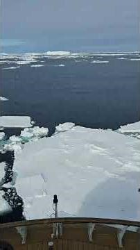 Navigating Ice Field, Antarctica, Ocean Albatross from Sheryn J. 🇦🇶