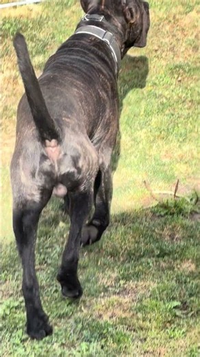 Beautiful & Powerful Cane Corso King 👑🐶 | Strength, Loyalty & Gentle Heart ❤️🔥