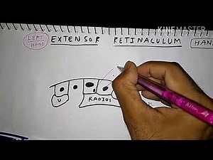 Extensor Retinaculum of Hand | Upper Limb Anatomy | TCML Anatomy