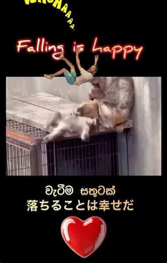🫶❤️😃falling makes happy | වැටීම සතුටු කරයි | 落ちると幸せになる