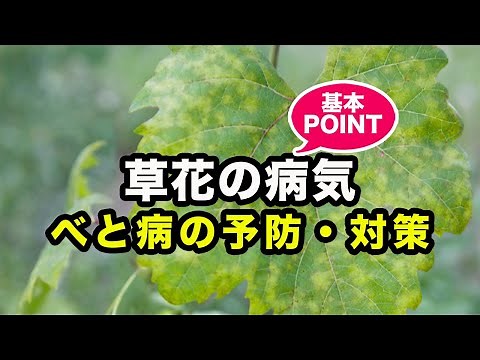 べと病の予防と対策 草花の病気