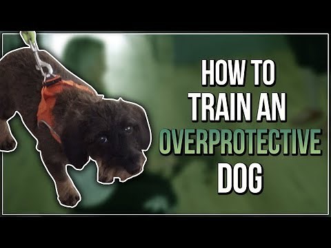 HOW TO TRAIN AN OVERPROTECTIVE DOG