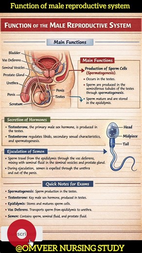 Function of male reproductive system anatomy and physiology nursing #shortsfeed #shorts #shortvideo