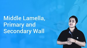 Middle Lamella, Primary and Secondary Wall in Hindi | Biology Video Lectures