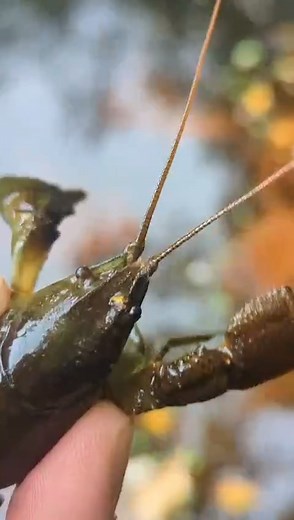 Our #InvasiveNonNativeSpecies (INNS) team have a bit of a different update for us this month, showing you our native white-clawed crayfish. 🦞 As the UK's only native freshwater crayfish, the white-clawed crayfish is in decline due to the introduction of the non-native North American signal crayfish. This invasive species has brought disease to which our indigenous crayfish has no natural resistance. Read more from Yorkshire Crayfish Forum - ywt.org.uk/yorkshire-crayfish-forum #WildlifeConservat