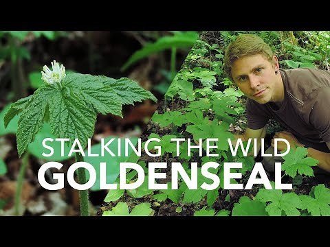 Stalking The Wild Goldenseal