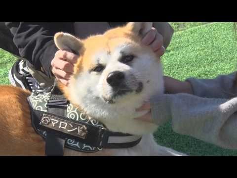 "Marron, the Akita dog, is a 'tsundere' who won't be honest about her affections"