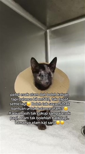 Total Bil: RM1202 Deposit: RM700 Baki: RM502 Qr ada di Pin Post, No Acc kat bio☹️🙏🏻 #meowdytotherescue #pencintakucing #foryoupage #fakesituation⚠️