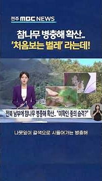 [자막뉴스] 참나무 병충해 확산. 미확인된 벌레의 습격