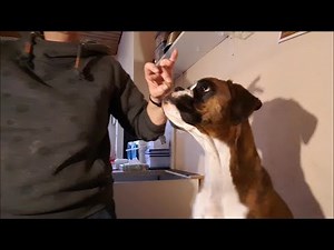 Boxer-Ohren in Form bringen (2) - kleben mal einfach (easy ear-taping-Boxer)
