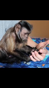 2.7K views · 162 reactions | MonkeyBoo Unboxing the new iPhone X! He loves playing with smartphones. Haha Watch the full video on YouTube! https://youtu.be/nehzckle-vA | MonkeyBoo | Facebook