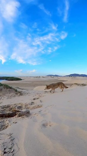 En Baja California Sur, los coyotes son predadores clave de los ecosistemas de dunas, manglares y llanuras. Su presencia mantiene el equilibrio natural, regulando poblaciones y fortaleciendo la salud del territorio. Verlos en libertad, moviéndose con sigilo entre el desierto y la costa, fortalece lo increíble que sigue siendo este paisaje en el Desierto Sonorense. Durante nuestras expediciones, estos encuentros no se buscan ni se fuerzan: suceden cuando el respeto y el silencio permiten que la n