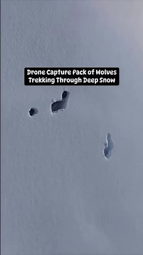 Wolves Trekking Through Deep Snow