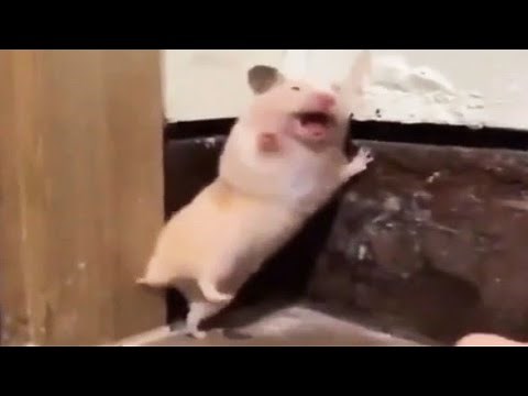 Startled Hamster__short