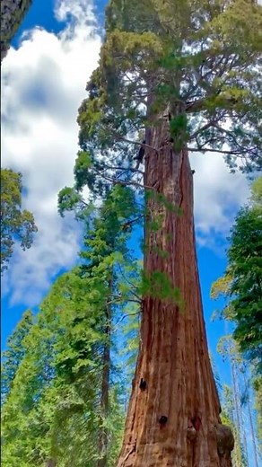 📍FACT 07 : “ THE WORLD’S TALLEST LIVING HYPERION TREE 🌳