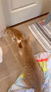 12K views · 970 reactions | As the most cat loving cat currently in...