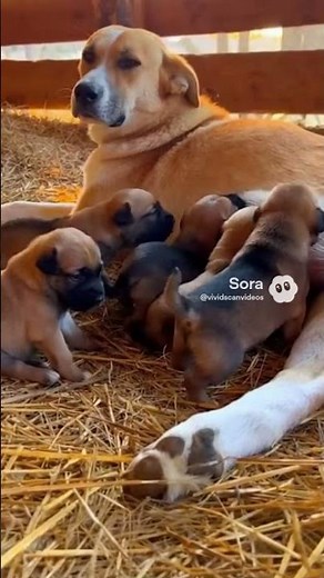 Fart makes puppy lose appetite. #fart #toxic #puppy #feedingtime #dog #puppylitter #shorts #viral