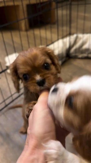 I just can’t believe the cuteness factor here - off the charts!! #cavalierkingcharlesspaniel #cavalierlove #carlsbadcavaliers #dogsofinstagram #doglover #mansbestfriend #bliss | Cavalier King Charles Spaniel Puppies For Adoption/Rehoming