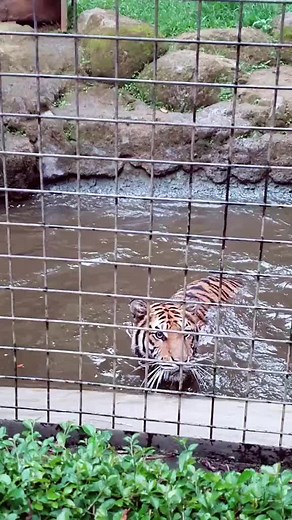 Swamp yourself under the water #tiger #animal
