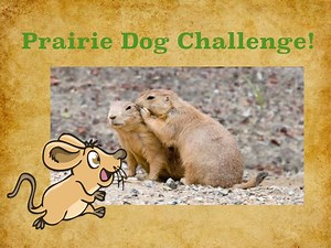 Prairie Dogs