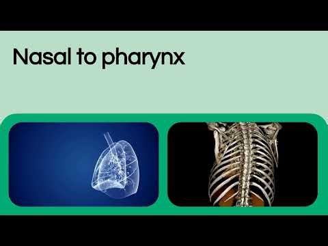 The Amazing Human Nose Structure and Function Animated