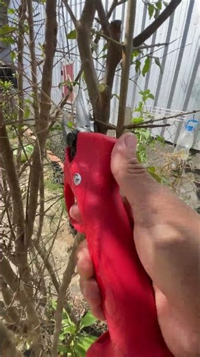 electric scissors easy use save time #tool P6582