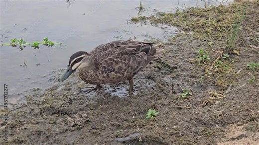 A Pacific Black Duck feeds with its head underwater in a shallow, plant-filled pond near the sandy shore.