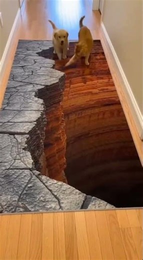 Cat Pushes Scared Puppy Into 3D Cliff Illusion Carpet! 😱🐕🐱 #viral #cute