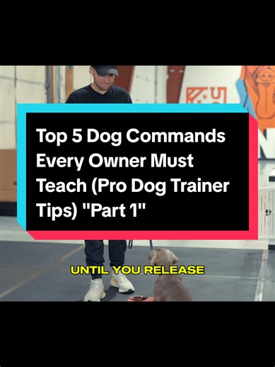 Top 5 Essential Dog Commands Every Owner Should Teach