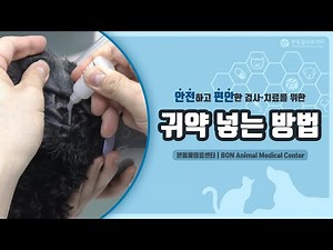 귀약 넣는 방법 안내｜본동물의료센터 [보호자 안내자료]