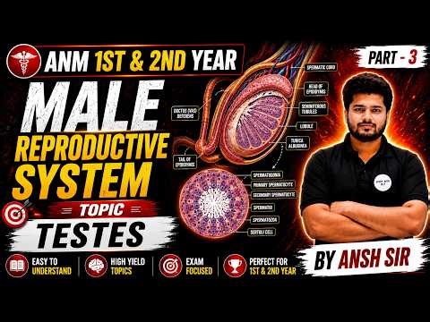 ANM Male Reproductive System Part-3 🔥 | Testes Full Explanation | ANM 1st & 2nd Year Classes