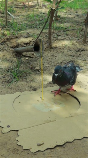 Simple Pigeon Traps #shorts