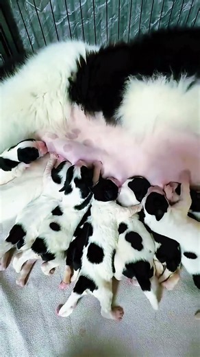 #NewbornPuppies #CutePuppies #Puppy #Dogs #Animals #PuppyShorts