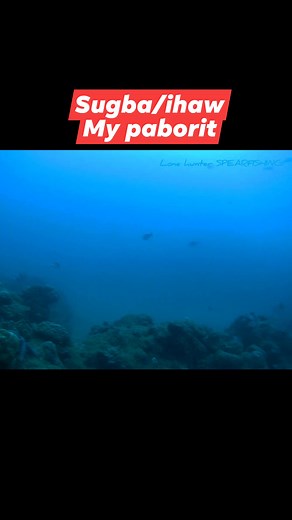 1.3K views · 16 reactions | #Spearfishing #unicorn #fishing | LONE Hunter spearfishing | Facebook