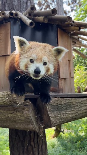 🦊 Przed kilkoma dniami nasza panda ruda Lian obchodziła swoje 6 urodziny! 🎂 Ta spokojna dama przyjechała do nas w marcu 2024 roku z Aachener Tierpark w Niemczech. Na świat przyszła 24 czerwca 2018 roku 🧡 Poznacie ją po tym, że często po prostu śpi 😴 Jest starsza i dużo spokojniejsza od Berniego, ceni relaks i odpoczynek. Panda ruda to gatunek zagrożony wyginięciem (EN) ❌ Spadek populacji pand małych w naturze spowodowany jest rosnącą populacją ludzi w rejonie ich występowania. Prowadzona na 